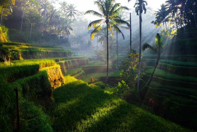 Super günstige Flüge nach Bali 🌴