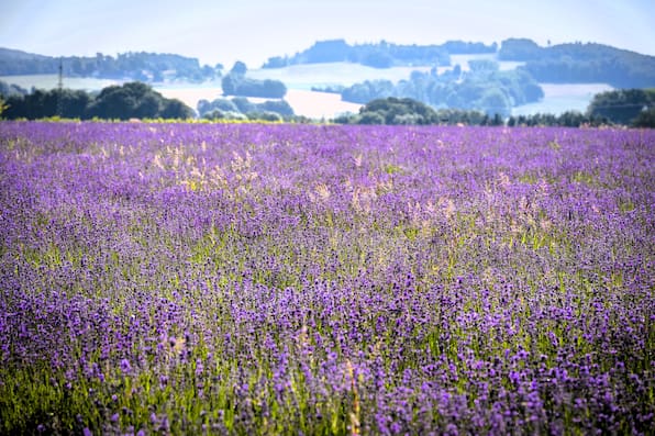 Die kleine Provence: Hier blüht das größte Lavendelfeld Deutschlands