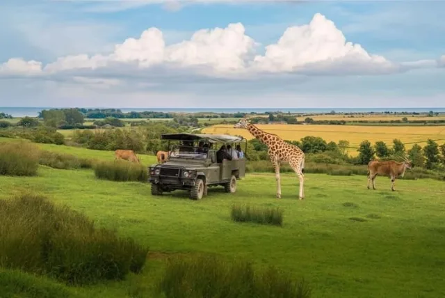 Glamping stay in a Bear Lodge at Port Lympne Reserve 🐻❤️