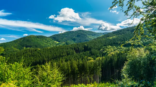 Low Budget im Schwarzwald 🌳