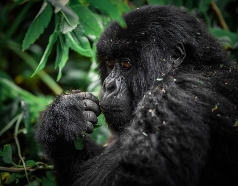 PRICE DROP 💥 Cheap flights from Vienna to Rwanda for €413