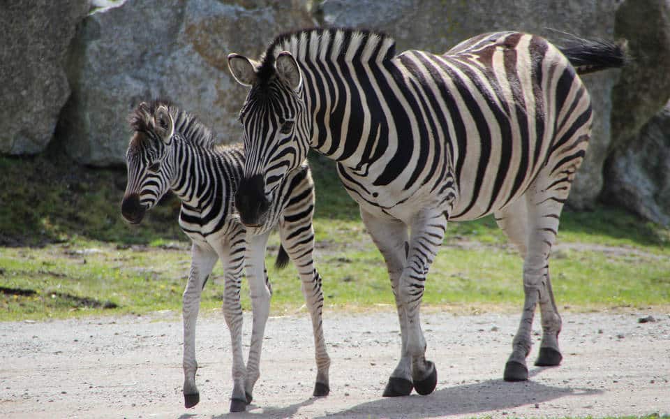 Serengeti Park: Kinderfreikarte für die Saison 2026 sichern